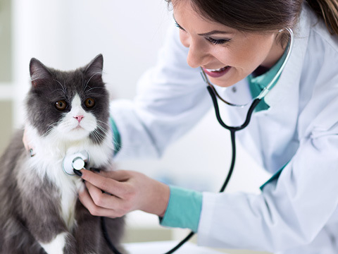 Study veterinary